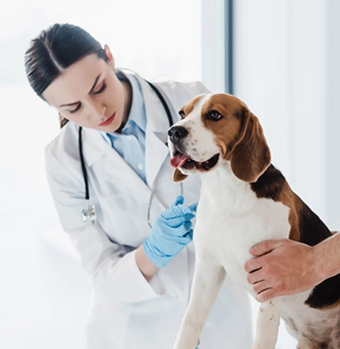 Basınsitesi Veteriner